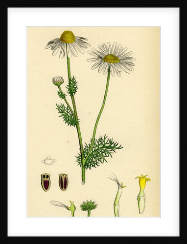 Chrysanthemum Inodorum Var. Genuinum Scentless Mayweed Var. A. by Anonymous