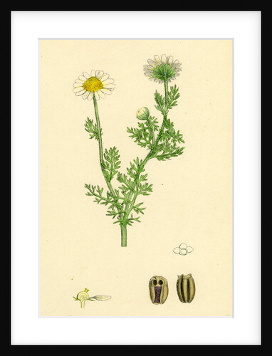Chrysanthemum Inodorum Var. Maritimum Scentless Mayweed Var. B. by Anonymous