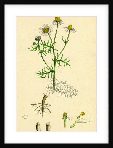 Chrysanthemum Chamomilla Wild Chamomile by Anonymous