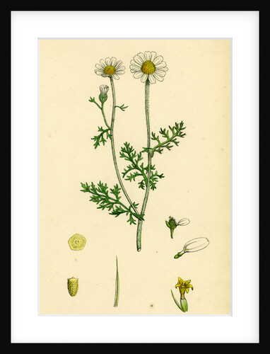 Anthemis Cotula Stinking Mayweed by Anonymous