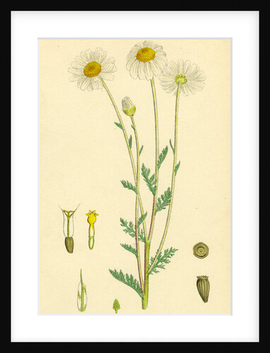 Anthemis Arvensis Var. Genuina Corn Chamomile Var. A. by Anonymous