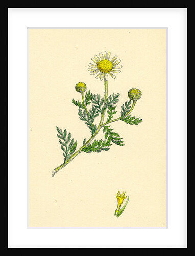 Anthemis Arvensis Var. Anglica Corn Chamomile Var. B. by Anonymous