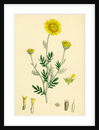 Anthemis Tinctoria Ox-Eye Chamomile by Anonymous