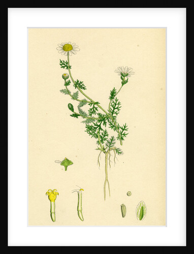 Anthemis Nobilis Common Chamomile by Anonymous