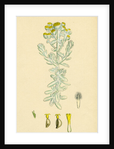 Diotis Maritima Sea-Side Cotton-Weed by Anonymous