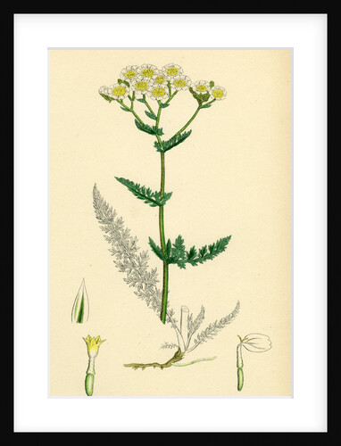 Achillea Millefolium Common Yarrow by Anonymous