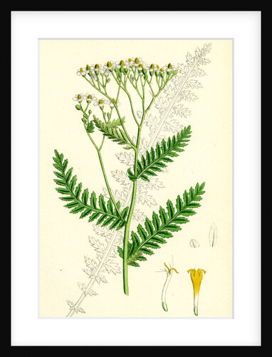 Achillea Tanacetifolia Tansy-Leaved Yarrow by Anonymous