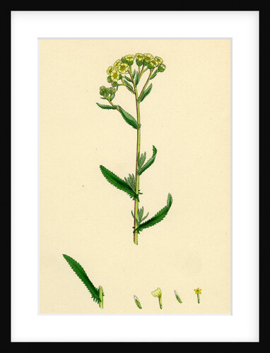Achillea Decolorans Serrated Yarrow by Anonymous