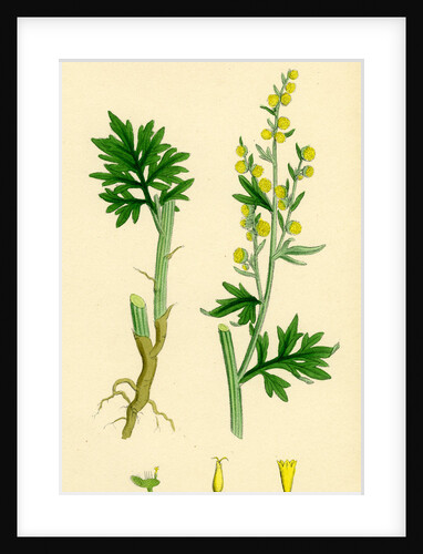 Artemisia Absinthium Common Wormwood by Anonymous