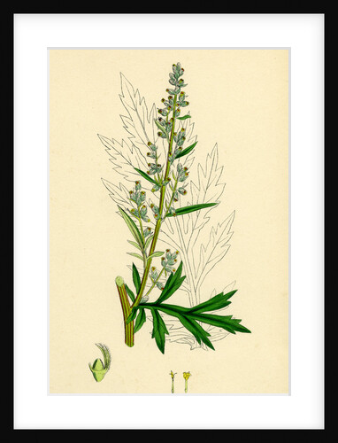 Artemisia Vulgaris Mugwort by Anonymous