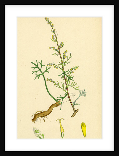 Artemisia Campestris Field Southernwood by Anonymous