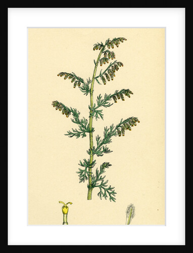Artemisia Maritima Var. Genuina Sea Wormwood Var. A. by Anonymous