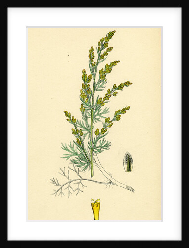 Artemisia Maritima Var. Gallica Sea Wormwood Var. B. by Anonymous