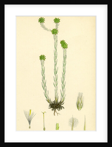 Filago Germanica Common Cudweed by Anonymous