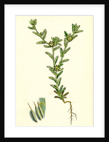 Filago Apiculata Red-Tipped Cudweed by Anonymous