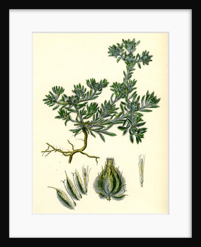 Filago Spathulata Spathulate Cudweed by Anonymous