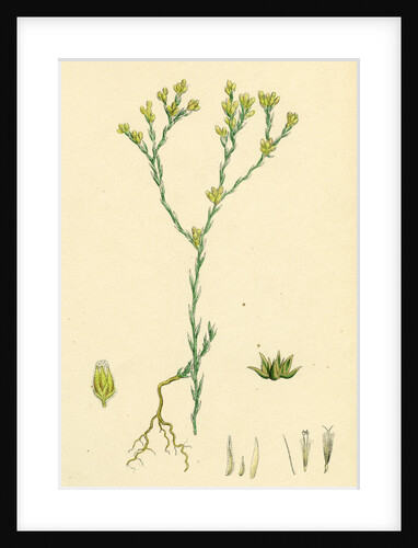 Filago Minima Slender Cudweed by Anonymous