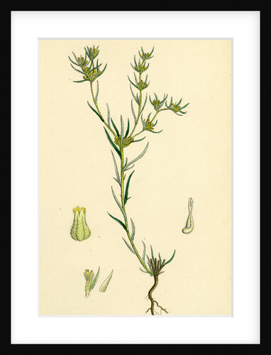Filago Gallica Narrow-Leaved Cudweed by Anonymous