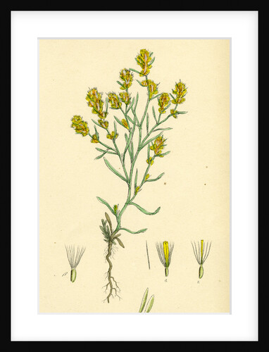 Gnaphalium Uliginosum Marsh Cudweed by Anonymous