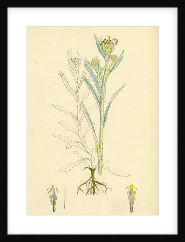 Gnaphalium Luteo-Album Jersey Cudweed by Anonymous