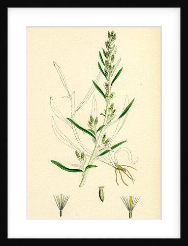 Gnaphalium Sylvaticum Upright Cudweed by Anonymous