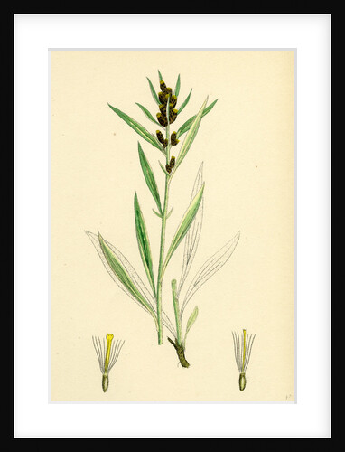 Gnaphalium Norvegicum Highland Cudweed by Anonymous