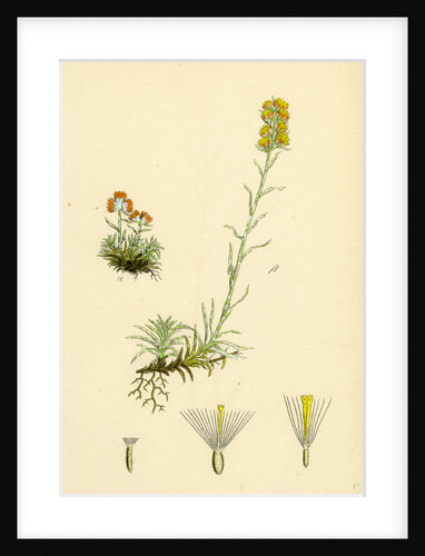 Gnaphalium Supinum Dwarf Cudweed by Anonymous