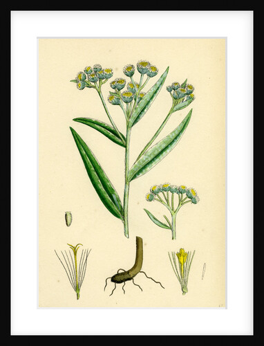 Gnaphalium Margaritaceum Pearly Everlasting by Anonymous