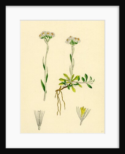 Gnaphalium Dioicum Var. Genuinum Mountain Everlasting Var. A. by Anonymous