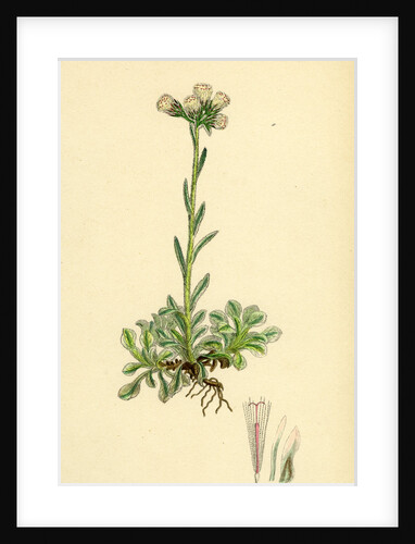 Gnaphalium Dioicum Var. Hyperboreum Mountain Everlasting Var. B. by Anonymous