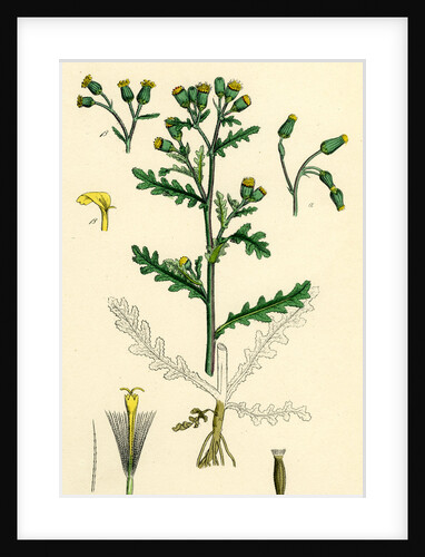 Senecio Vulgaris Common Groundsel by Anonymous