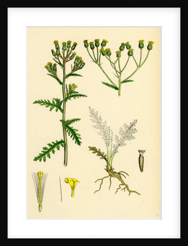 Senecio Sylvaticus Var. Genuinus Mountain Groundsel Var. A. by Anonymous