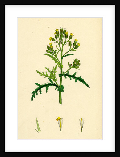 Senecio Sylvaticus Var. Auriculatus Mountain Groundsel Var. B. by Anonymous