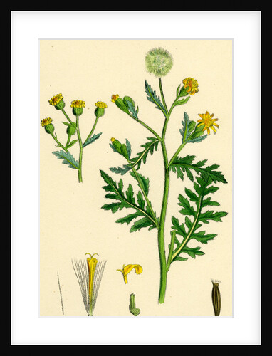 Senecio Viscosus Stinking Groundsel by Anonymous