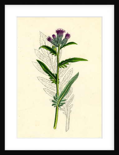 Serratula Tinctoria Var. Monticola Common Saw-Wort Var. B. by Anonymous