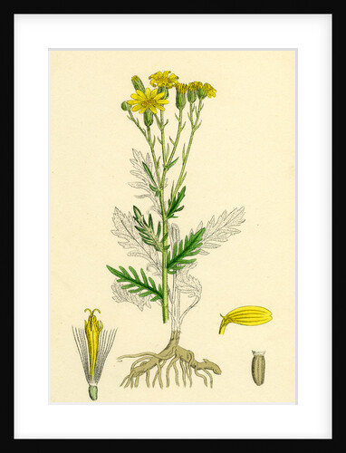 Senecio Erucifolius Hoary Ragwort by Anonymous