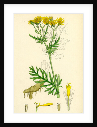Senecio Jacobaea Common Ragwort by Anonymous