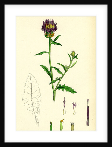 Centaurea Aspera Rough Star-Thistle by Anonymous