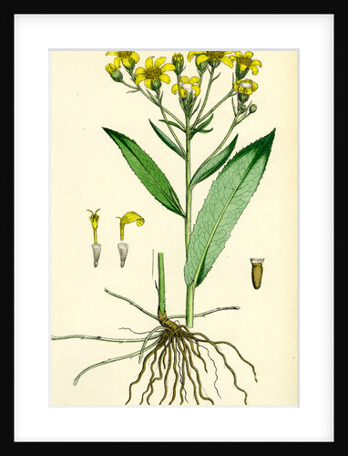 Senecio Saracenicus Broad-Leaved Ragwort by Anonymous