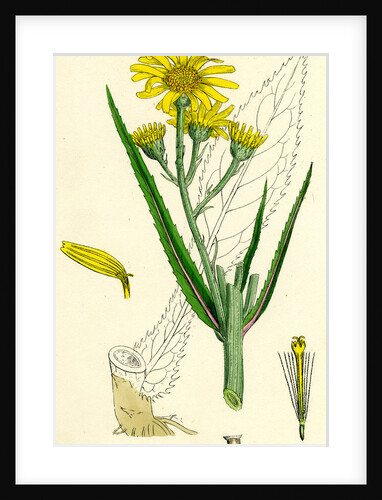 Senecio Paludosus Great Fen Ragwort by Anonymous