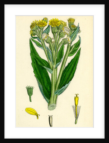 Senecio Palustris Marsh Fleawort by Anonymous