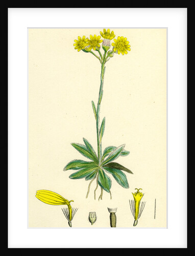 Senecio Campestris Field Fleawort by Anonymous
