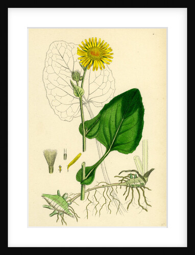 Doronicum Pardalianches Great Leopard's-Bane by Anonymous