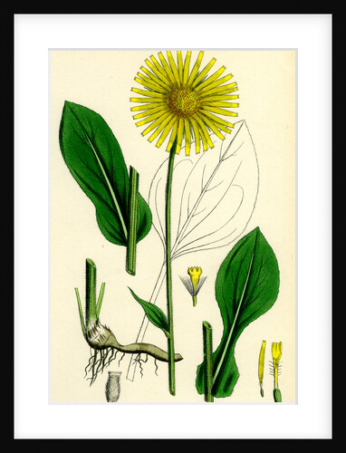 Doronicum Plantagineum Plantain-Leaved Leopard's-Bane by Anonymous