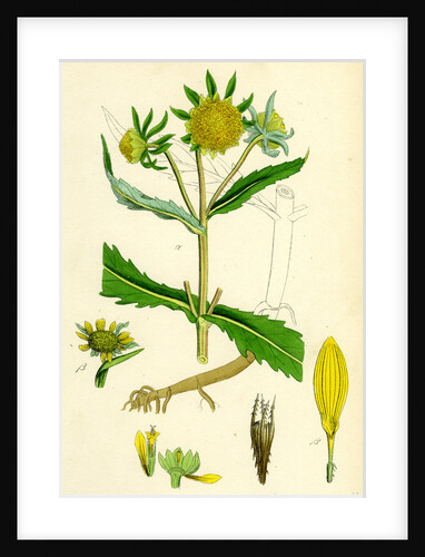 Bidens Cernus Var. Genuina Nodding Bur-Marygold Var. A. by Anonymous