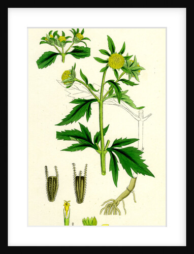 Bidens Tripartita Tripartite Bur-Marygold by Anonymous