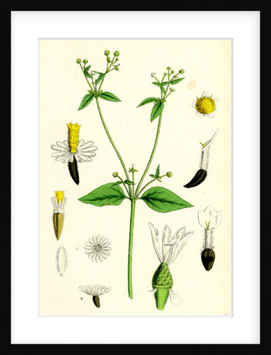 Galinsoga Parviflora Small-Flowered Galinsoga by Anonymous