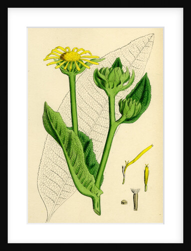 Inula Helenium Elecampane by Anonymous