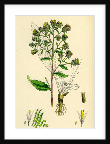 Inula Conyza Ploughman's Spikenard by Anonymous