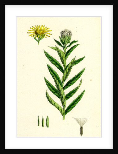 Inula Salicina Willow-Leaved Inula by Anonymous